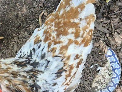 Aloha Rooster Cockerel Chicken
