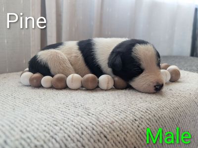 Idaho Shag / Border Collie Puppies