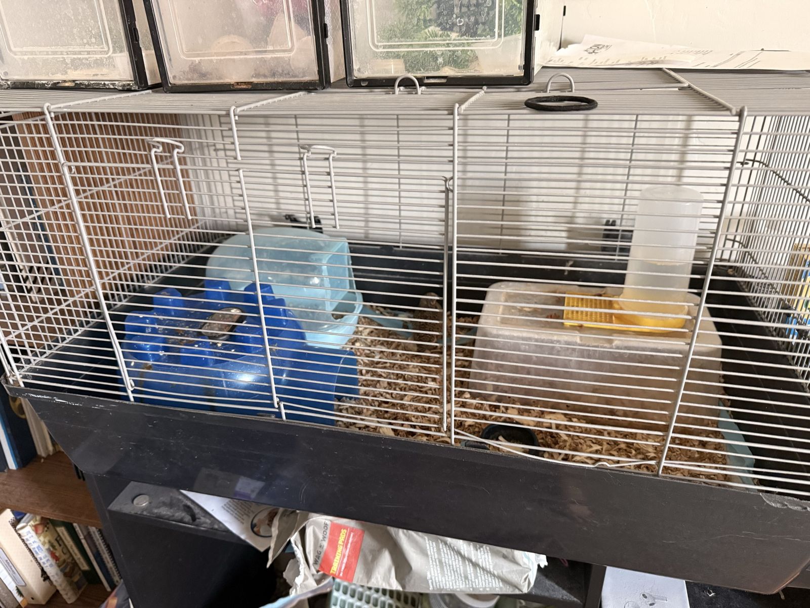 Button Quail with setup (Pet only)