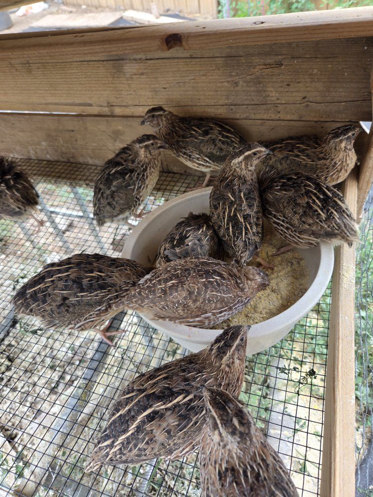 Myshire farms Jumbo wild type Male Coturnix Quail