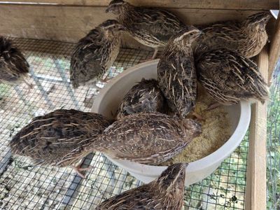 Myshire farms Jumbo wild type Male Coturnix Quail