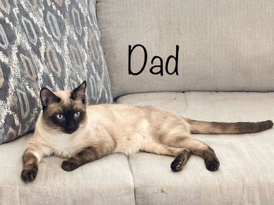 Ragdoll x Siamese Kittens available