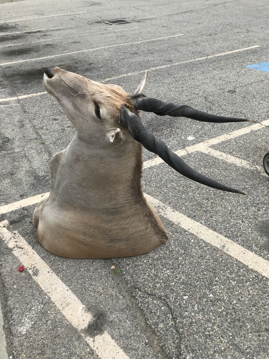 African Eland mount