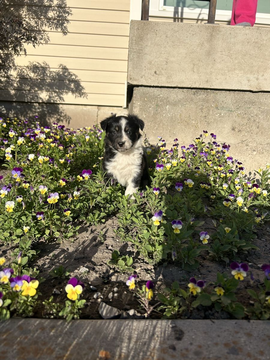 Mini Aussie/ Australian shepherd puppies for sale