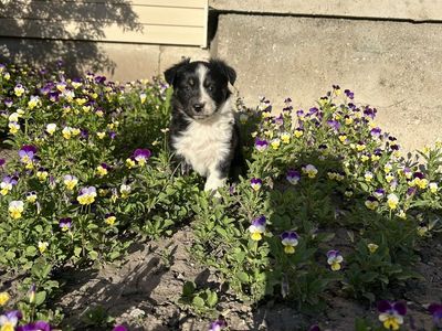 Mini Aussie/ Australian shepherd puppies for sale