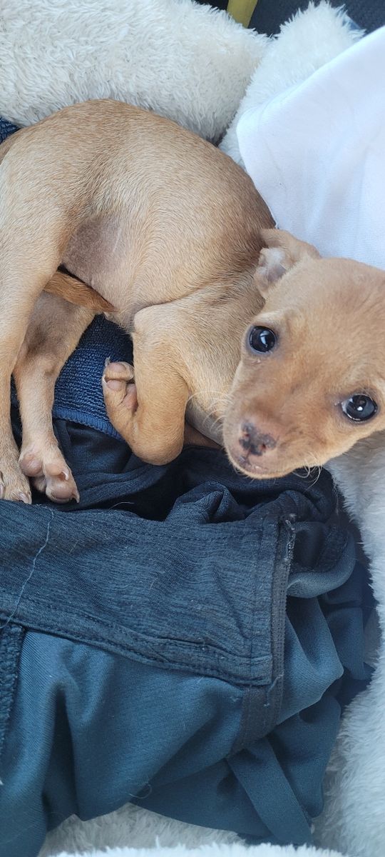 Teacup Chihuahua