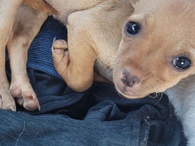 Teacup Chihuahua