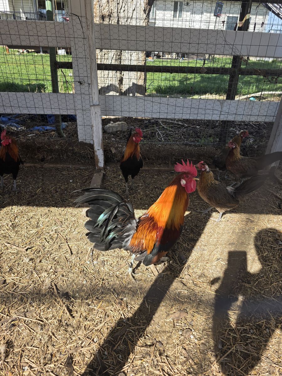 Jungle Fowl Chickens