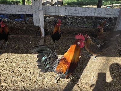 Jungle Fowl Chickens