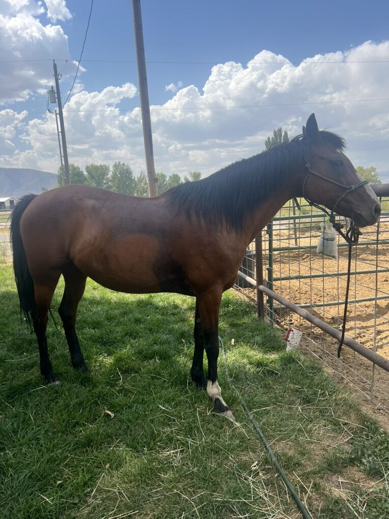13-15 Yr Old Bay Mare