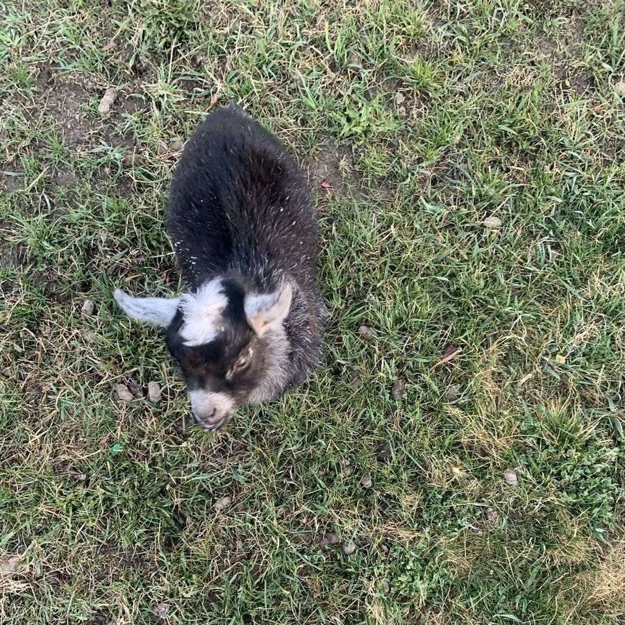 Purebred Pygmy goats