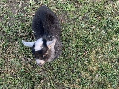 Purebred Pygmy goats