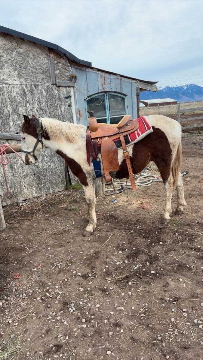 Horse