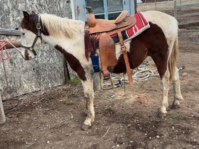 Horse