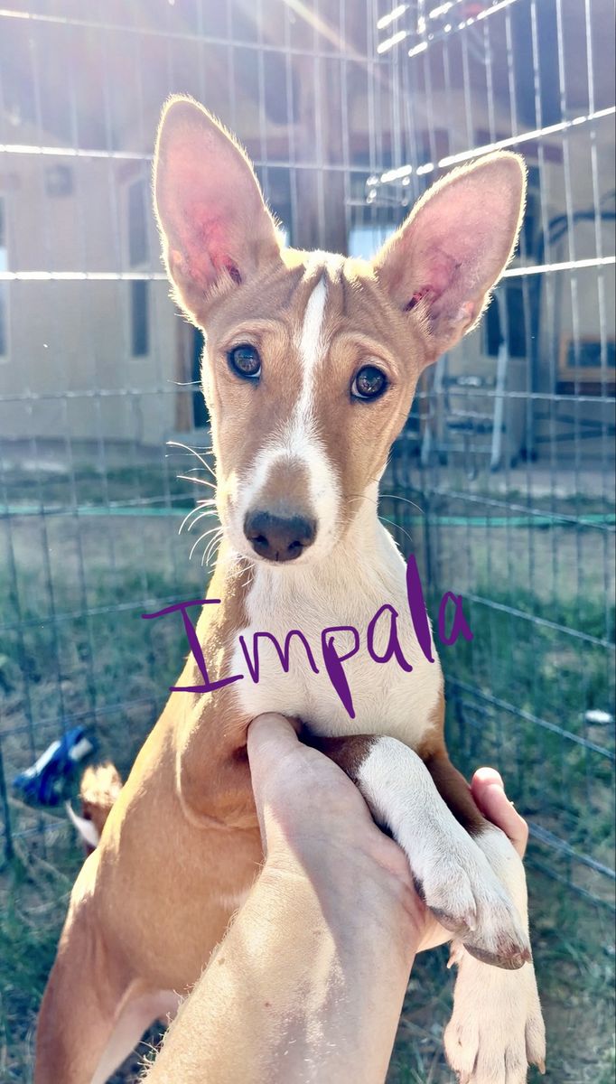 AKC Basenji Pups! Don't Bark!  Hypoallergenic!