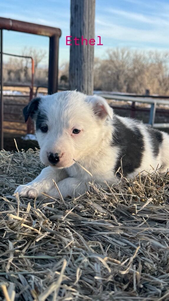 Border Collie Pups