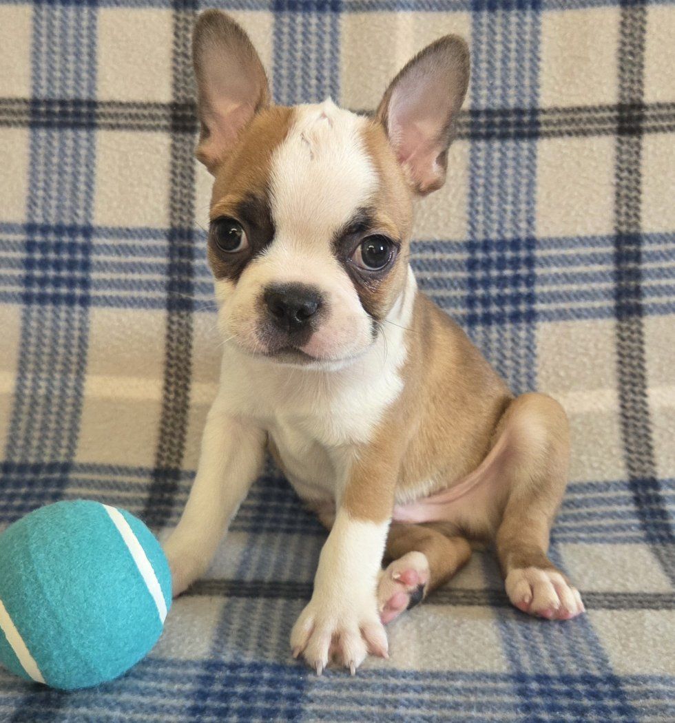 Super Playful!  Beautiful Male Fawn Boston Terrier Puppy