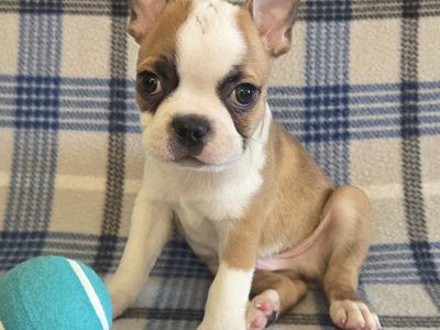 Super Playful! Beautiful Male Fawn Boston Terrier Puppy