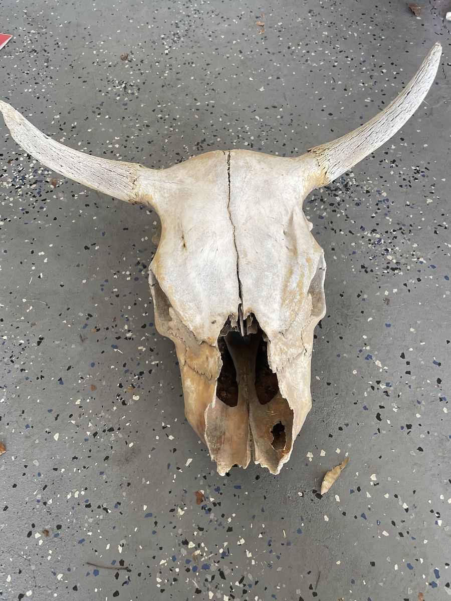 Decorative Cow Skull