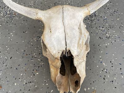 Decorative Cow Skull