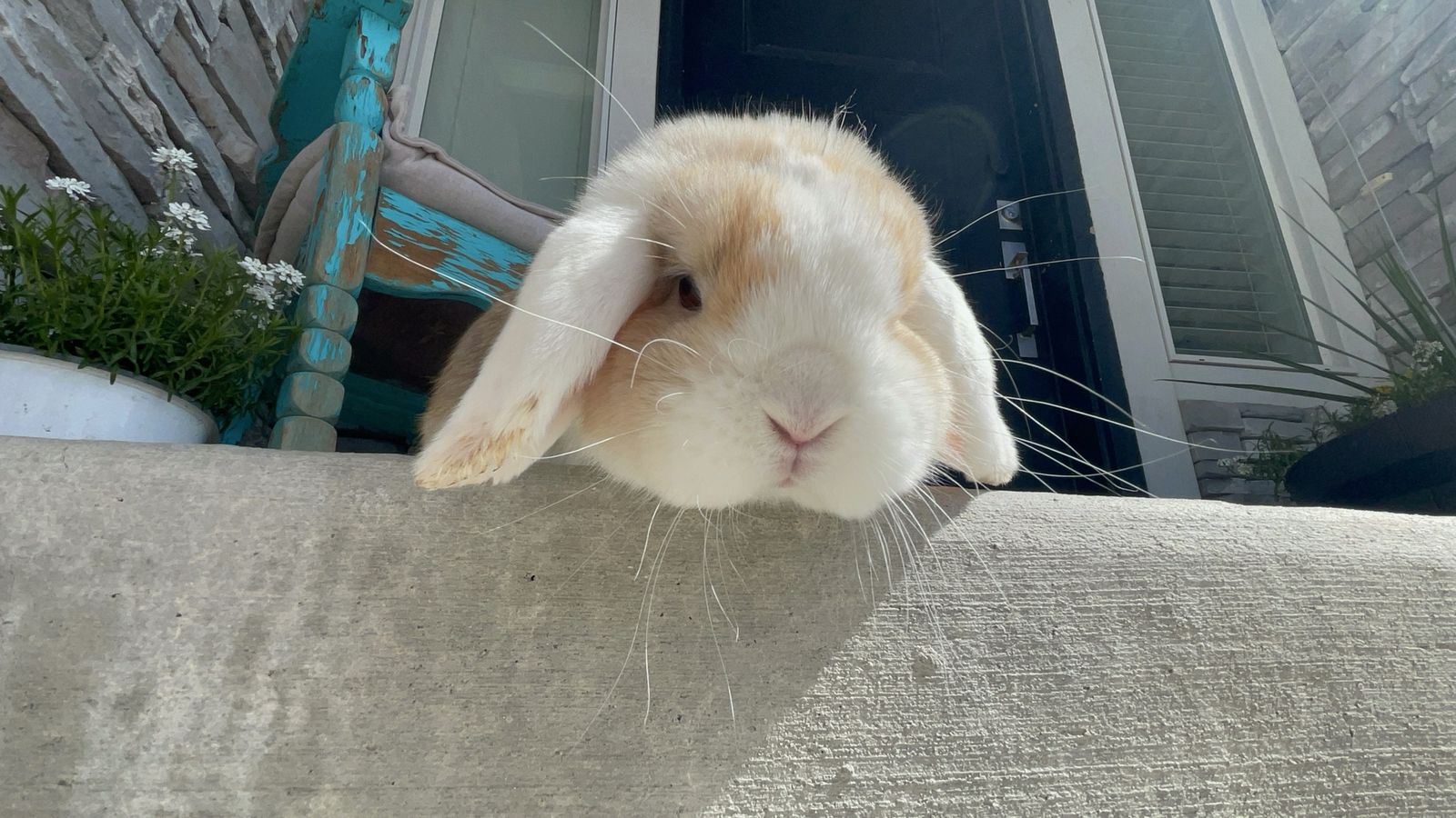 purebred Holland Lop Boy