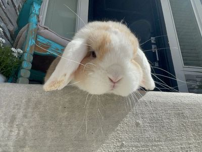 purebred Holland Lop Boy