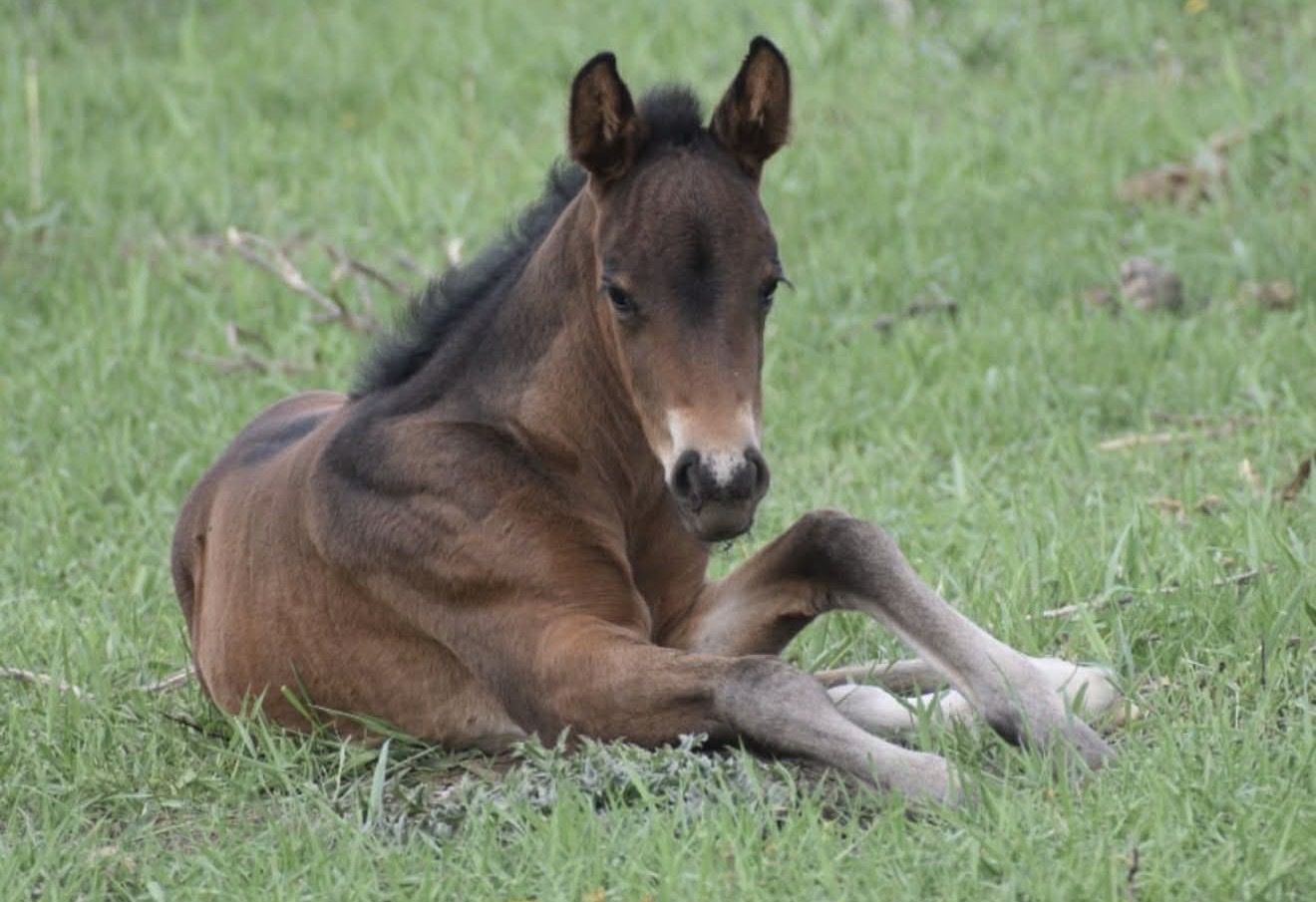 Yearling bay filly