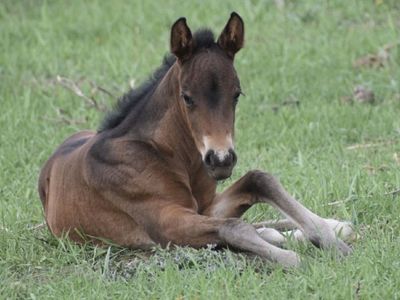 Yearling bay filly