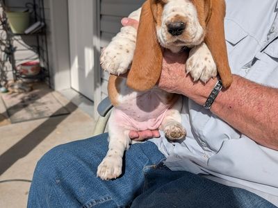 Euro Basset hound puppy