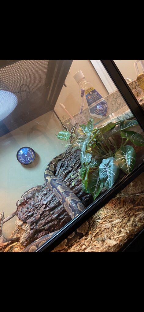 Ball Python And Enclosure