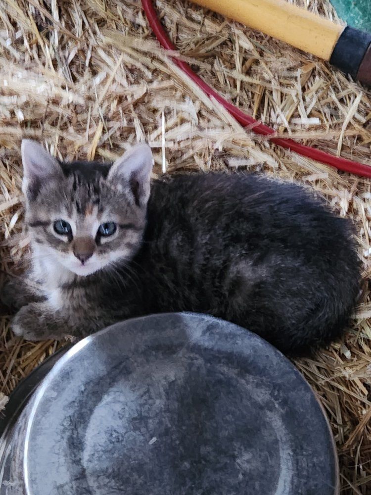 Kittens