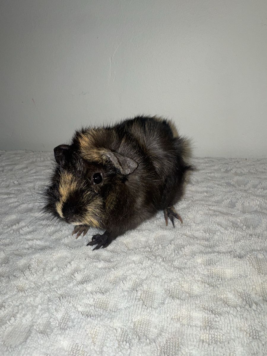 10 month old pregnant guinea pig!