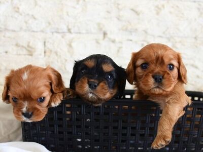 King Charles Cavalier Puppy