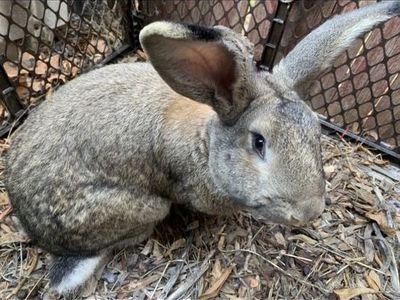 Giant rabbits for sale