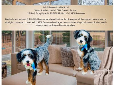 Banks - Mini Bernedoodle Stud, 25 lbs, Blue Eyes, DNA Clear, Proven