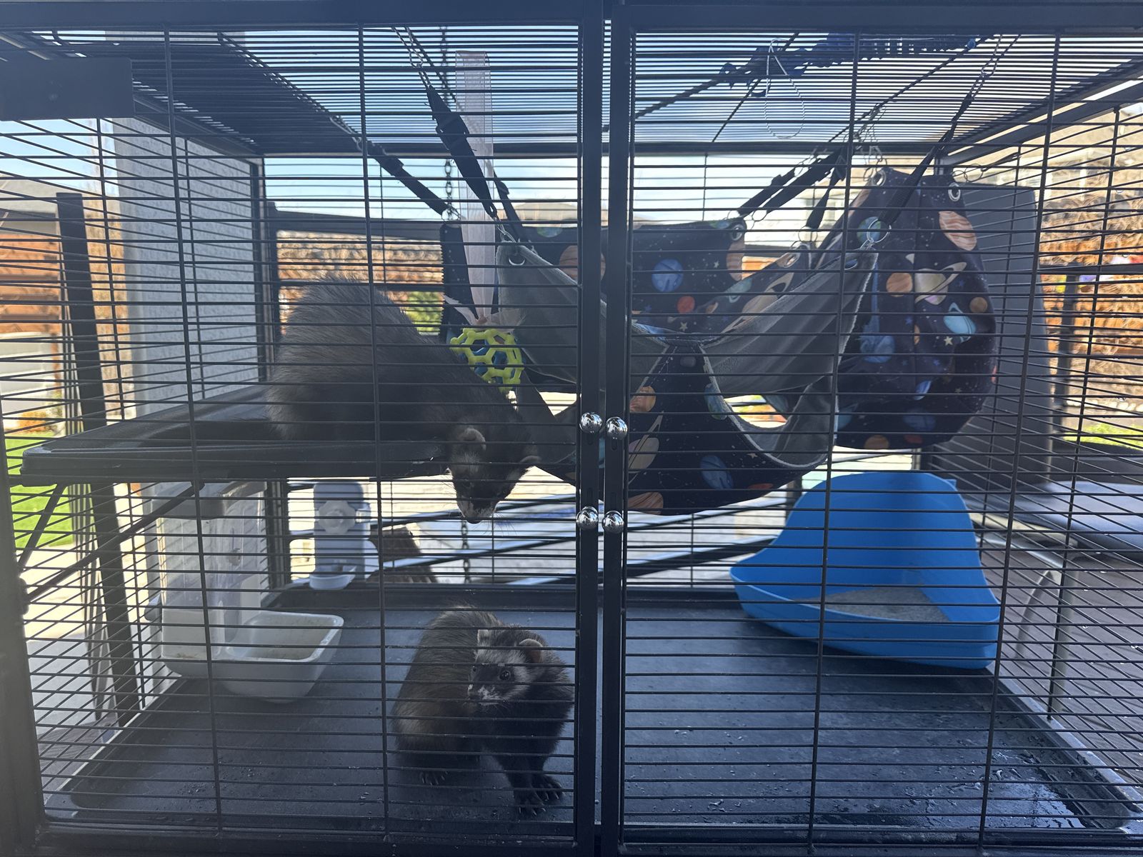 Ferrets for Sale – Loving Home Needed!