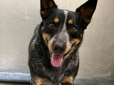 Hello my name is Shawn