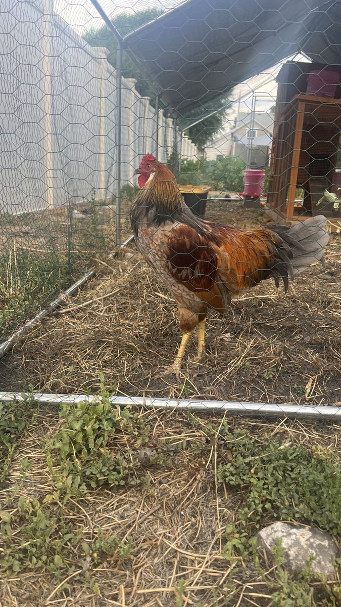 Golden Laced Wyandotte Rooster