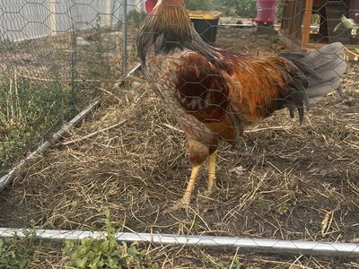 Golden Laced Wyandotte Rooster