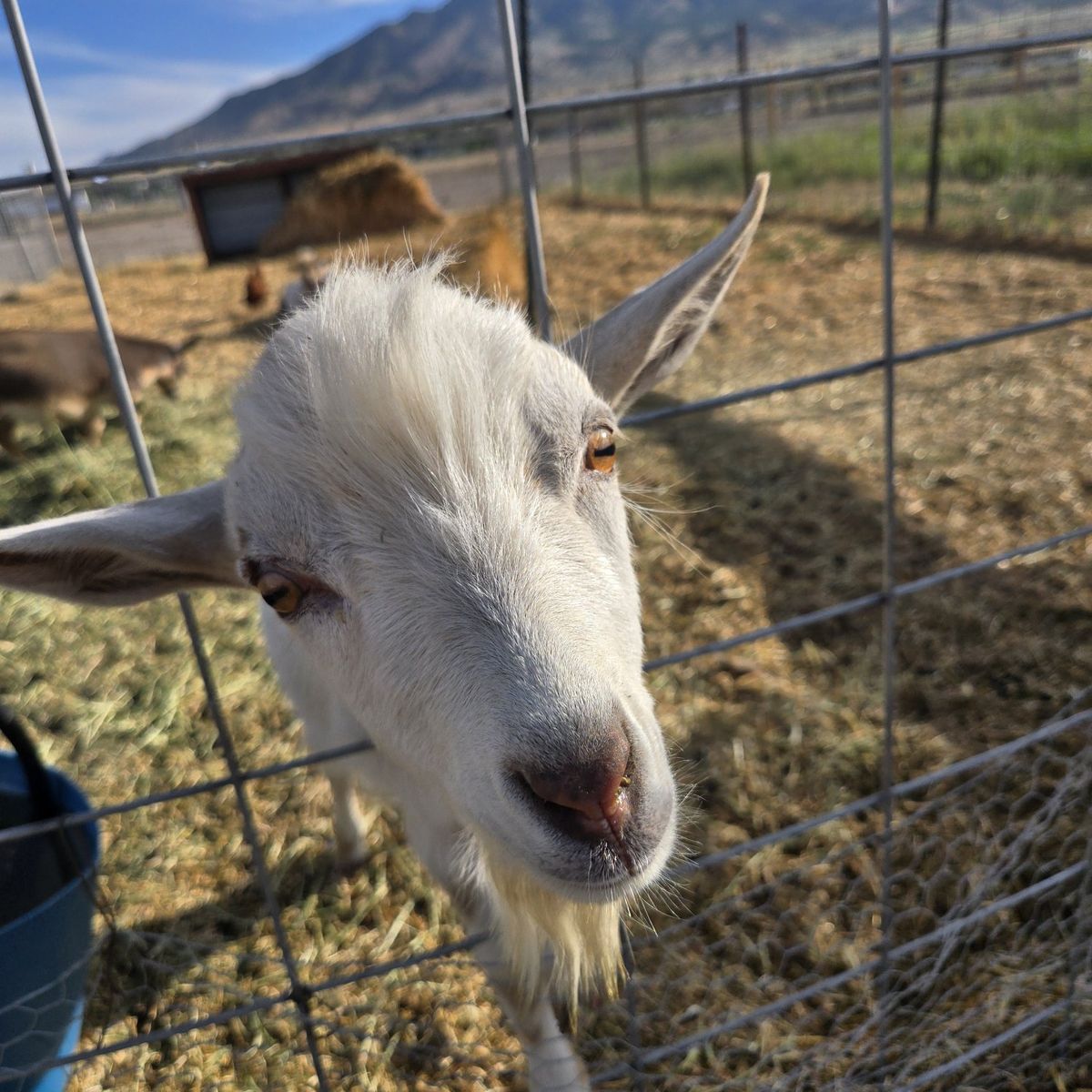 Dwarft Nigerian Buck for Sale - Friendly and Healthy Pet or Farm Animal