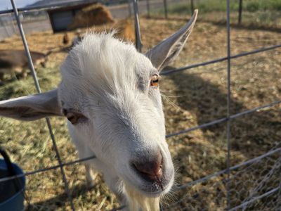 Dwarft Nigerian Buck for Sale - Friendly and Healthy Pet or Farm Animal