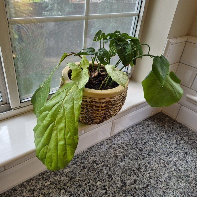 Wicker Planter with Live Plant