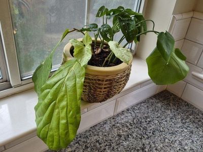 Wicker Planter with Live Plant