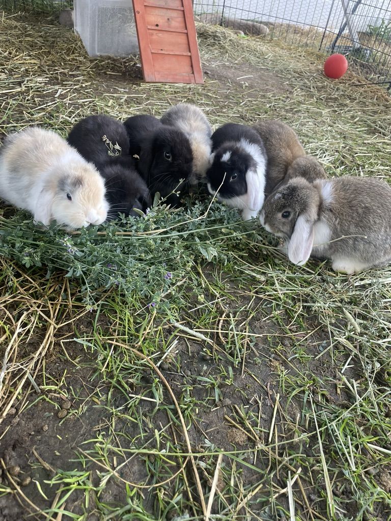 Purebred Holland Lops