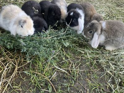 Purebred Holland Lops