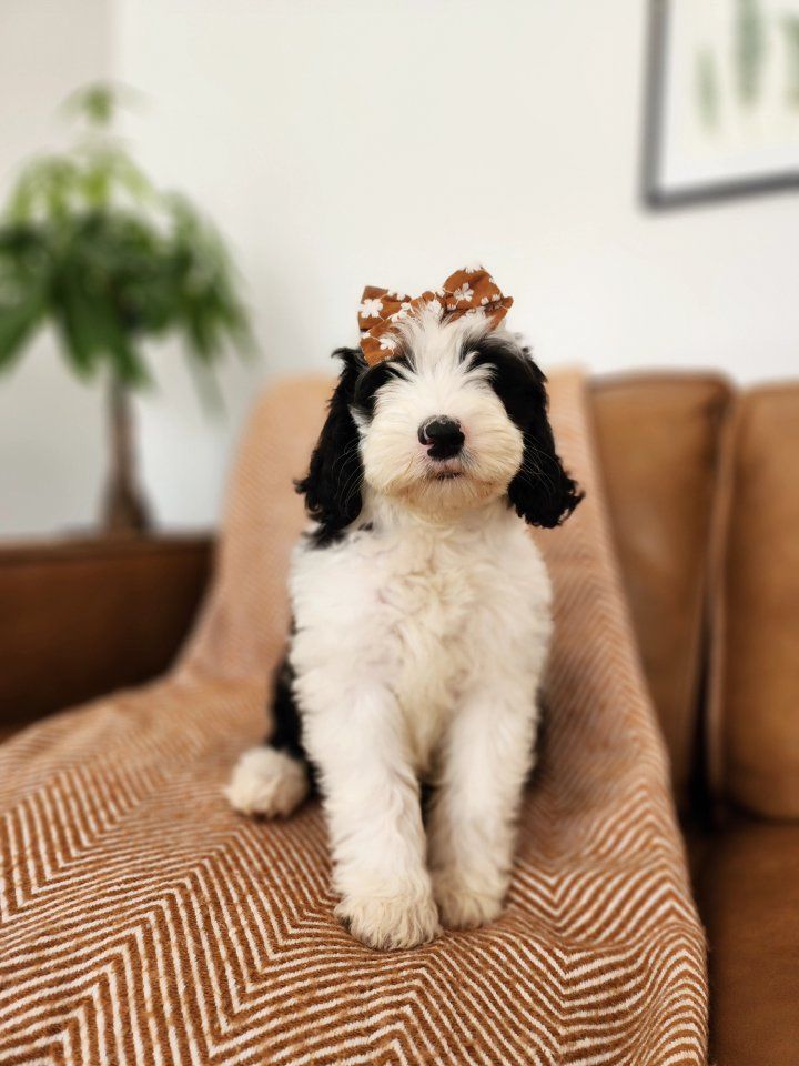 Mini Sheepadoodle Puppy 