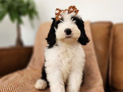 Mini Sheepadoodle Puppy