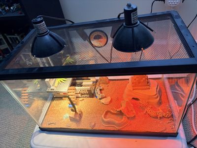 Easy pet: Spotted gecko Lizard