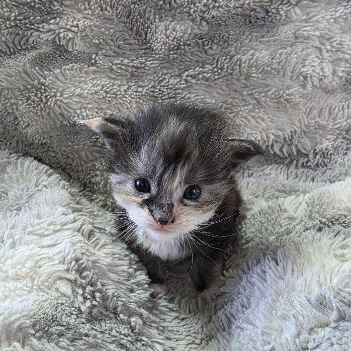 TICA Maine Coon Kittens