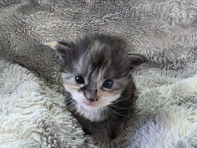 TICA Maine Coon Kittens